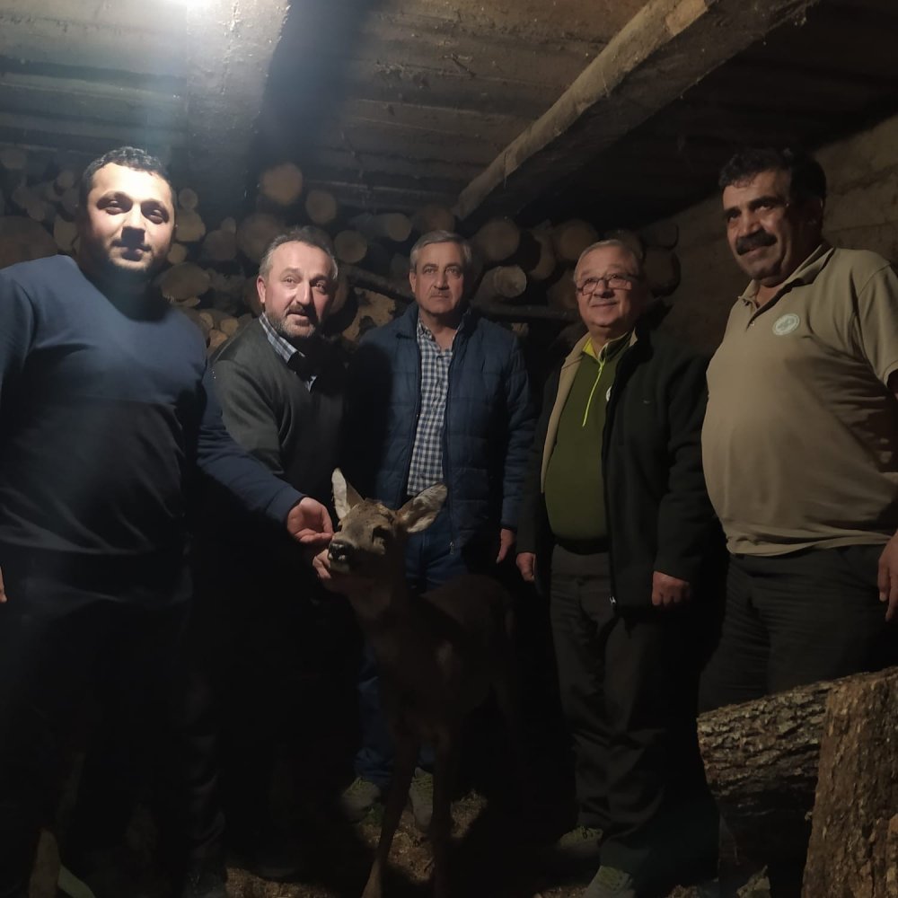 KASTAMONU'NUN KÜRE İLÇESİNDE VATANDAŞLAR TARAFINDAN YARALI HALDE BULUNAN KARACA, TEDAVİ ALTINA ALINDI