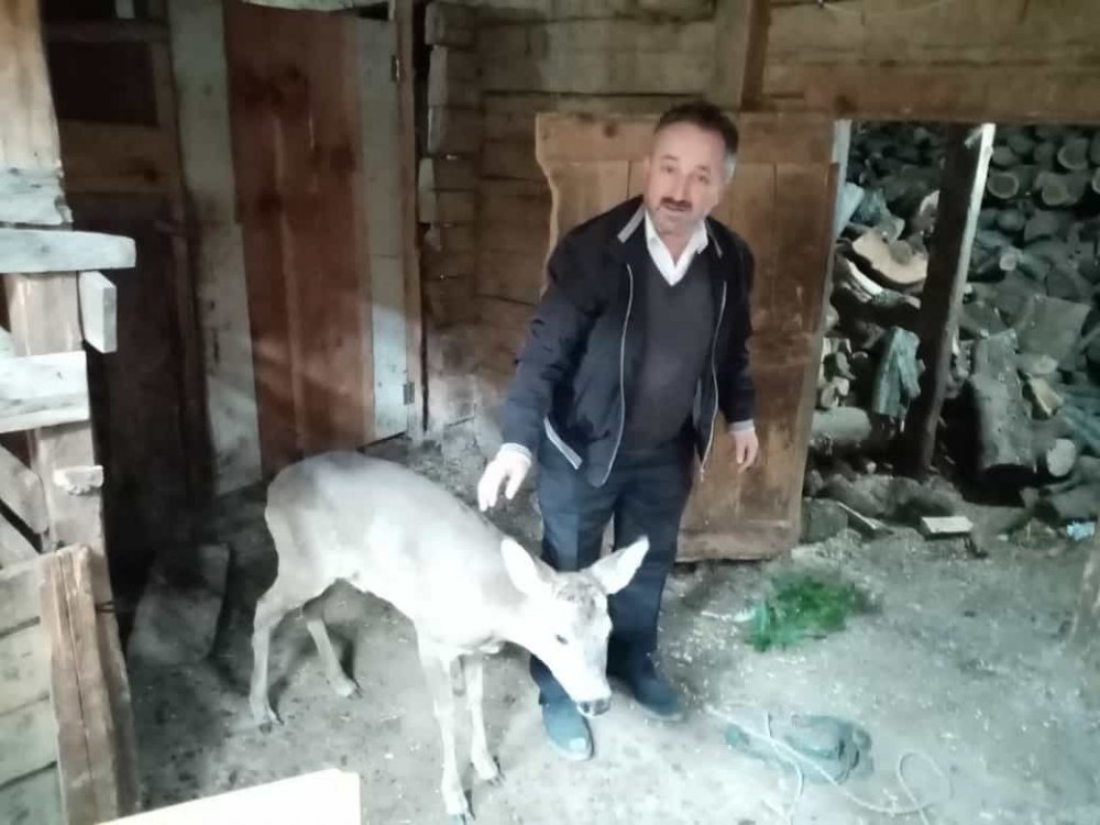 KASTAMONU'NUN KÜRE İLÇESİNDE VATANDAŞLAR TARAFINDAN YARALI HALDE BULUNAN KARACA, TEDAVİ ALTINA ALINDI