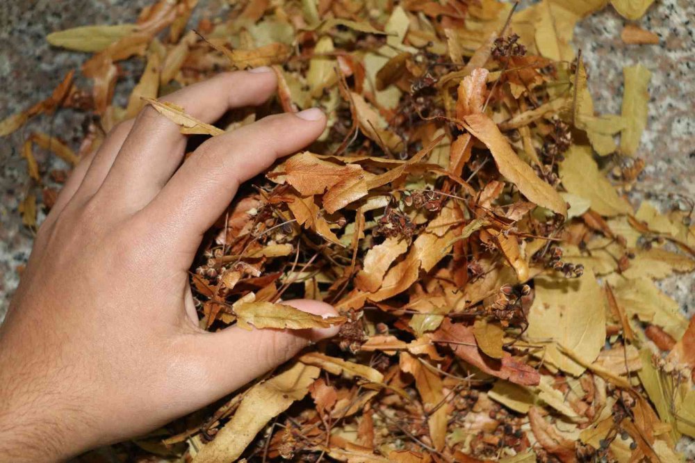 KIŞ AYLARININ VAZGEÇİLMEZİ OLAN IHLAMUR TÜKETİCİNİN CEBİNİ YAKMASINA RAĞMEN SAĞLIK İÇİN TERCİH EDİLMEYE DEVAM EDİLİYOR.GEÇEN SENE IHLAMUR ÇİÇEĞİNİN KİLOGRAM FİYATI 500 TL İKEN BU YIL 600 TL'YE KADAR YÜKSELDİ