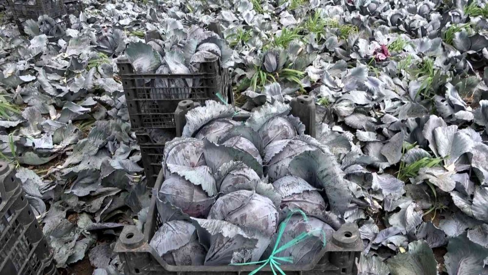 BAFRA OVASI’NDA MOR LAHANA HASADI YÜZ GÜLDÜRÜYOR.LAHANA GRUBUNDA BULUNAN MOR LAHANA İSE SAMSUN'DA 25 BİN 750 DEKAR ALANDA 128 BİN 195 TONLUK ÜRETİM MİKTARIYLA TÜRKİYE MOR LAHANA ÜRETİMİNİN YÜZDE 63'ÜNÜ TEK BAŞINA KARŞILIYOR