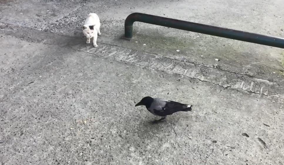 ARTVİN'İN BORÇKA İLÇESİNDE İŞ YERLERİNE GİREREK YİYECEK ALAN KARGA CADDE ESNAFININ MASKOTU OLDU. İNSANLARA VE HAYVANLARA ALDIRIŞ ETMEYEN KARGA ÇEVREDEKİLER TARAFINDAN GÖRÜNTÜLENDİ