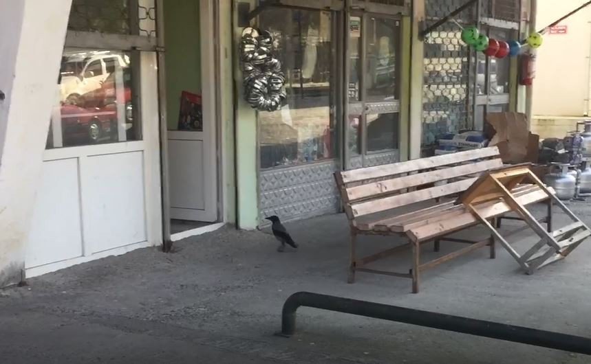 ARTVİN'İN BORÇKA İLÇESİNDE İŞ YERLERİNE GİREREK YİYECEK ALAN KARGA CADDE ESNAFININ MASKOTU OLDU. İNSANLARA VE HAYVANLARA ALDIRIŞ ETMEYEN KARGA ÇEVREDEKİLER TARAFINDAN GÖRÜNTÜLENDİ