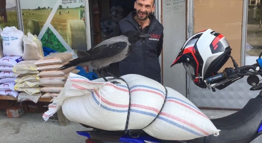 ARTVİN'İN BORÇKA İLÇESİNDE İŞ YERLERİNE GİREREK YİYECEK ALAN KARGA CADDE ESNAFININ MASKOTU OLDU. İNSANLARA VE HAYVANLARA ALDIRIŞ ETMEYEN KARGA ÇEVREDEKİLER TARAFINDAN GÖRÜNTÜLENDİ