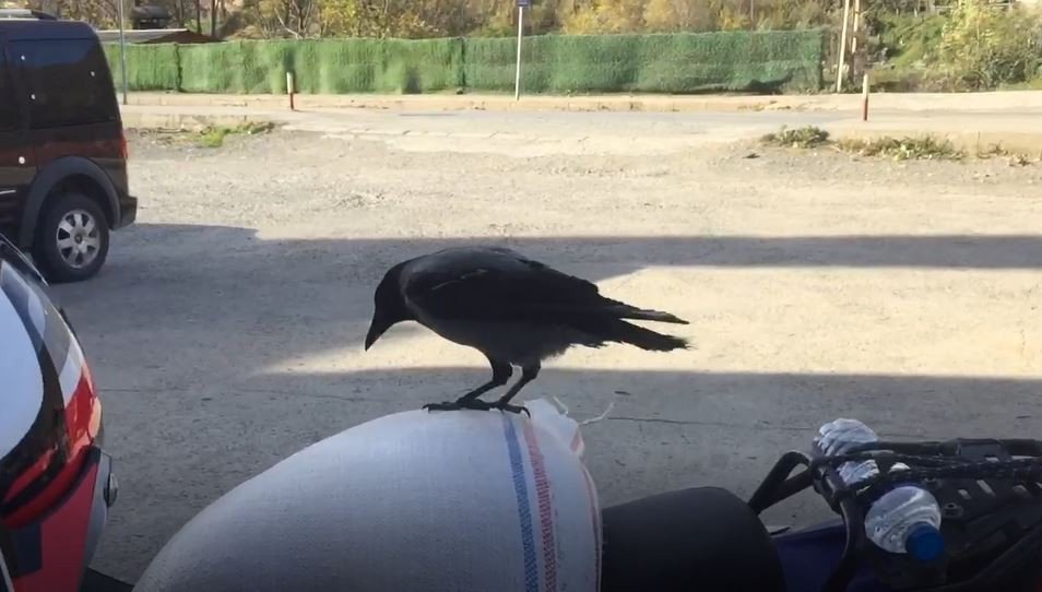 ARTVİN'İN BORÇKA İLÇESİNDE İŞ YERLERİNE GİREREK YİYECEK ALAN KARGA CADDE ESNAFININ MASKOTU OLDU. İNSANLARA VE HAYVANLARA ALDIRIŞ ETMEYEN KARGA ÇEVREDEKİLER TARAFINDAN GÖRÜNTÜLENDİ