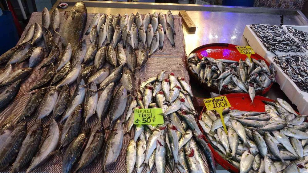 KARADENİZ'DE UZUN YILLAR SONRA İLK KEZ BU SEZON HEM PALAMUT HEM DE HAMSİDE BOLLUK YAŞANIYOR