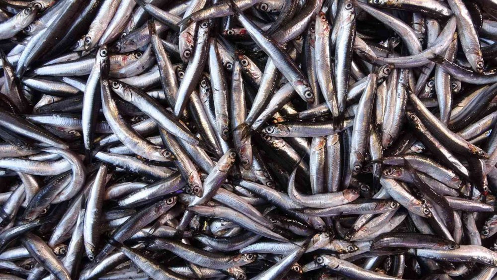 KARADENİZ'DE UZUN YILLAR SONRA İLK KEZ BU SEZON HEM PALAMUT HEM DE HAMSİDE BOLLUK YAŞANIYOR