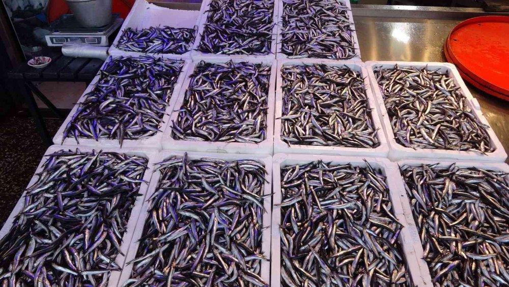 KARADENİZ'DE UZUN YILLAR SONRA İLK KEZ BU SEZON HEM PALAMUT HEM DE HAMSİDE BOLLUK YAŞANIYOR