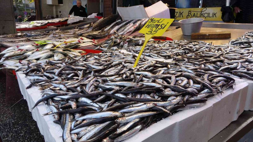 KARADENİZ'DE UZUN YILLAR SONRA İLK KEZ BU SEZON HEM PALAMUT HEM DE HAMSİDE BOLLUK YAŞANIYOR