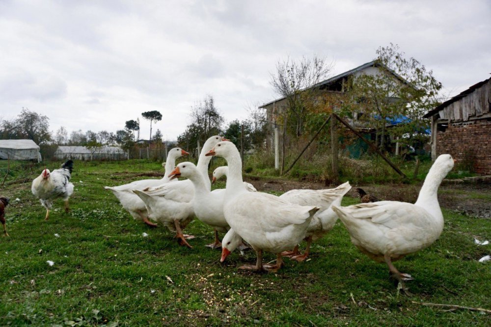 KAZ ÜRETİMİNİ ARTTIRMAK ADINA ÇARŞAMBA BELEDİYESİNCE BAŞLATILAN "KAZ YETİŞTİRİCİLİĞİ KURSU" İLE VATANDAŞLARA DAĞITILAN KAZ YAVRULARI BÜYÜDÜ