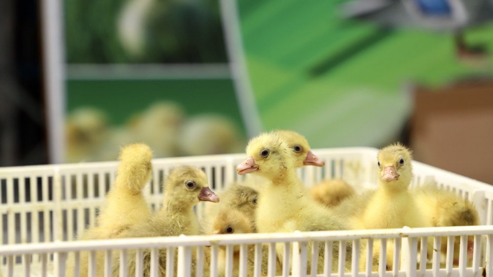 KAZ ÜRETİMİNİ ARTTIRMAK ADINA ÇARŞAMBA BELEDİYESİNCE BAŞLATILAN "KAZ YETİŞTİRİCİLİĞİ KURSU" İLE VATANDAŞLARA DAĞITILAN KAZ YAVRULARI BÜYÜDÜ