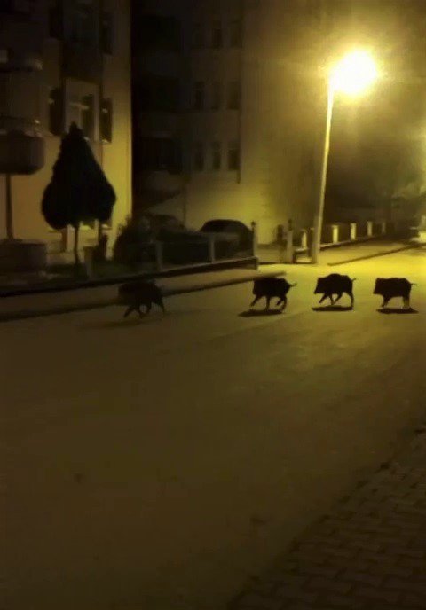 AÇ KALAN DOMUZLAR MAHALLEDE YİYECEK ARADI. KARABÜK'ÜN SAFRANBOLU İLÇESİNDE AÇ KALAN DOMUZLARIN MAHALLE ARALARINDA GEZİNDİĞİ ANLAR CEP TELEFONU KAMERASIYLA KAYDEDİLDİ