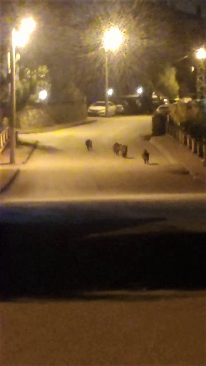 AÇ KALAN DOMUZLAR MAHALLEDE YİYECEK ARADI. KARABÜK'ÜN SAFRANBOLU İLÇESİNDE AÇ KALAN DOMUZLARIN MAHALLE ARALARINDA GEZİNDİĞİ ANLAR CEP TELEFONU KAMERASIYLA KAYDEDİLDİ