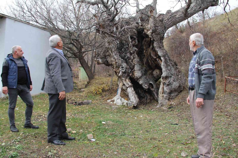 GİRESUN'UN ÇAMOLUK İLÇESİNDE 750 YILLIK OLDUKLARI TAHMİN EDİLEN ASIRLIK CEVİZ AĞAÇLARI, 8 METREYİ BULAN ÇAPLARI VE 25 METREYİ AŞAN BOYLARI İLE ZAMANA MEYDAN OKUYOR