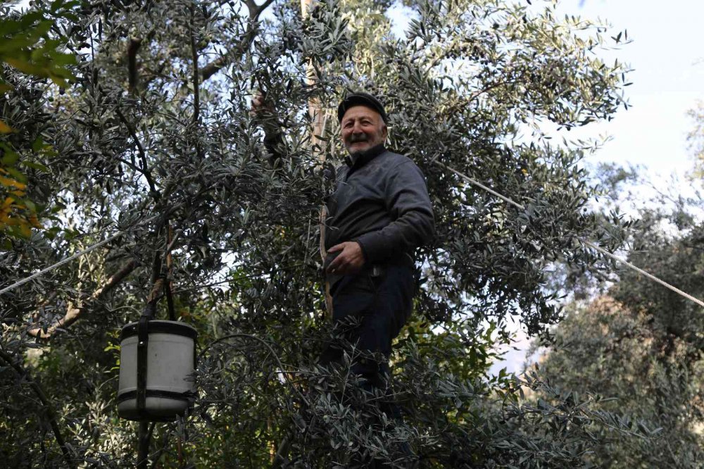 ARTVİN'İN YUSUFELİ İLÇESİ DEMİRKEN KÖYÜNDE YAŞAYAN 87 YAŞINDAKİ ALİ ÇAKAL VE EŞİ 80 YAŞINDAKİ YADİGAR ÇAKAL, İLERLEYEN YAŞLARINA RAĞMEN METRELERCE YÜKSEKLİKTE BULUNAN BÖLGEYE ÖZGÜ BUTKO ZEYTİNİ'Nİ DALINDAN TOPLUYORLAR
