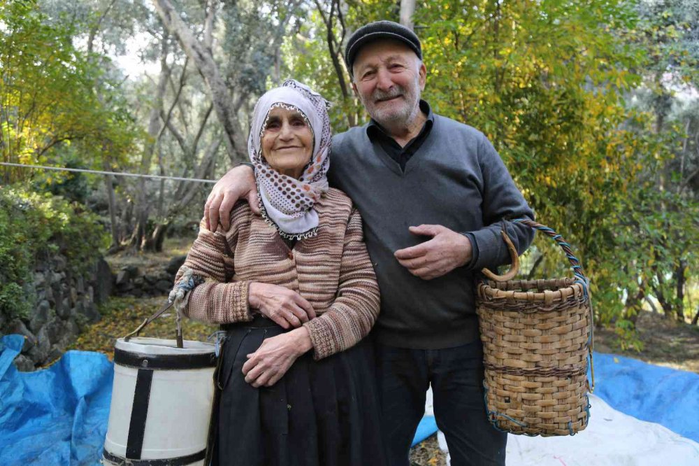 ARTVİN'İN YUSUFELİ İLÇESİ DEMİRKEN KÖYÜNDE YAŞAYAN 87 YAŞINDAKİ ALİ ÇAKAL VE EŞİ 80 YAŞINDAKİ YADİGAR ÇAKAL, İLERLEYEN YAŞLARINA RAĞMEN METRELERCE YÜKSEKLİKTE BULUNAN BÖLGEYE ÖZGÜ BUTKO ZEYTİNİ'Nİ DALINDAN TOPLUYORLAR