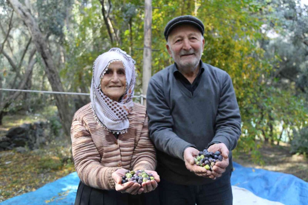 ARTVİN'İN YUSUFELİ İLÇESİ DEMİRKEN KÖYÜNDE YAŞAYAN 87 YAŞINDAKİ ALİ ÇAKAL VE EŞİ 80 YAŞINDAKİ YADİGAR ÇAKAL, İLERLEYEN YAŞLARINA RAĞMEN METRELERCE YÜKSEKLİKTE BULUNAN BÖLGEYE ÖZGÜ BUTKO ZEYTİNİ'Nİ DALINDAN TOPLUYORLAR