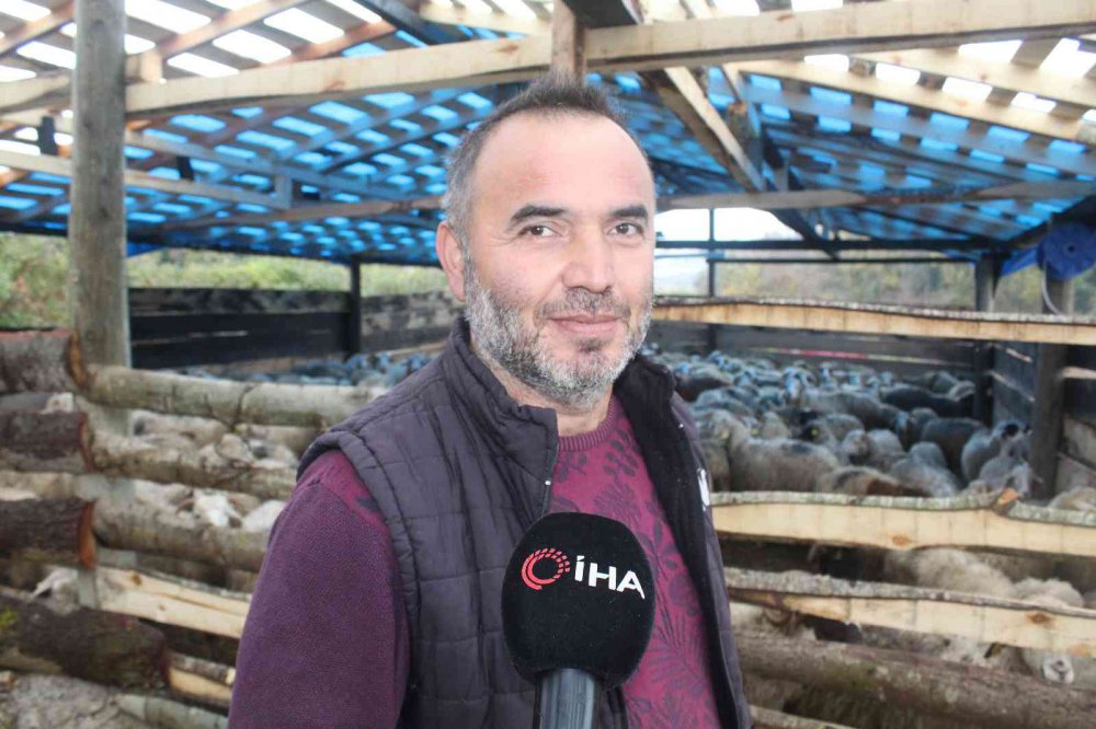 SİNOP'UN ERFELEK İLÇESİNDE HIRSIZLAR, BİR GECEDE BEKÇİ KÖPEKLERİ İĞNEYLE UYUTARAK BESİCİ YÜCEL ÖZTÜRK'ÜN 50 KOYUNUNU KAMYONETE YÜKLEYİP ÇALDI