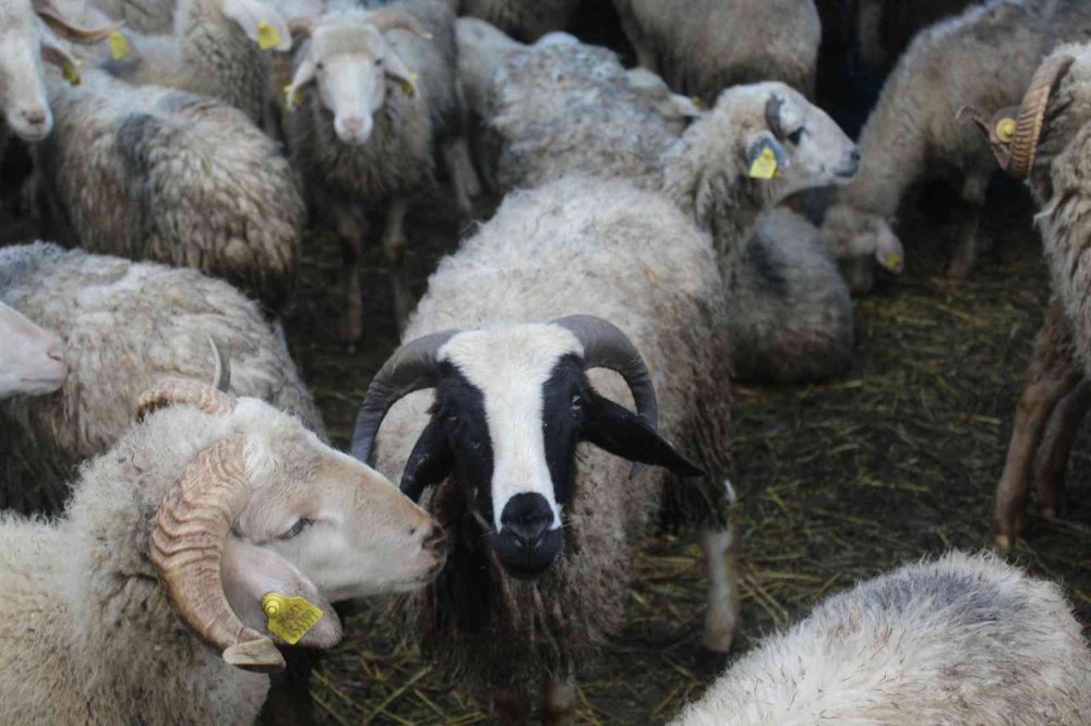SİNOP'UN ERFELEK İLÇESİNDE HIRSIZLAR, BİR GECEDE BEKÇİ KÖPEKLERİ İĞNEYLE UYUTARAK BESİCİ YÜCEL ÖZTÜRK'ÜN 50 KOYUNUNU KAMYONETE YÜKLEYİP ÇALDI
