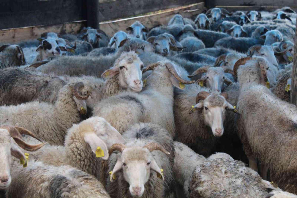 SİNOP'UN ERFELEK İLÇESİNDE HIRSIZLAR, BİR GECEDE BEKÇİ KÖPEKLERİ İĞNEYLE UYUTARAK BESİCİ YÜCEL ÖZTÜRK'ÜN 50 KOYUNUNU KAMYONETE YÜKLEYİP ÇALDI