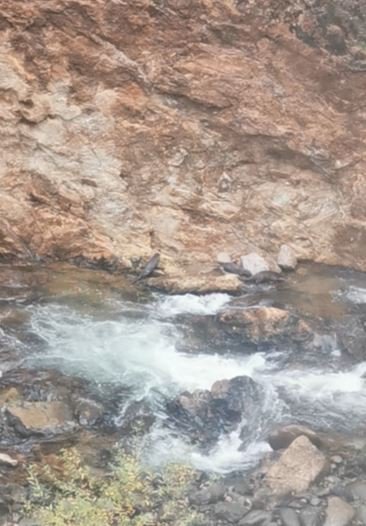 ARTVİN'İN KARÇAL DERESİNDE NESLİ TÜKENMEKTE OLAN SU SAMURU AİLESİ GÖRÜNTÜLENDİ. SUYUN İÇİNDE VE SU KENARINDA DOLAŞAN 3 SU SAMURUNUN EĞLENCELİ GÖRÜNTÜLERİ CEP TELEFONU KAMERASINA YANSIDI