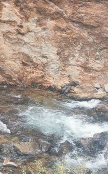 ARTVİN'İN KARÇAL DERESİNDE NESLİ TÜKENMEKTE OLAN SU SAMURU AİLESİ GÖRÜNTÜLENDİ. SUYUN İÇİNDE VE SU KENARINDA DOLAŞAN 3 SU SAMURUNUN EĞLENCELİ GÖRÜNTÜLERİ CEP TELEFONU KAMERASINA YANSIDI