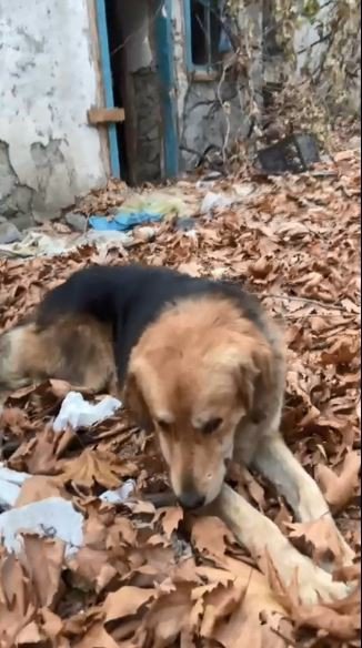 ARTVİN’DE BARAJ SULARININ YÜKSELDİĞİ KÖYDE MAHSUR KALAN KÖPEK BOTLA KURTARILDI