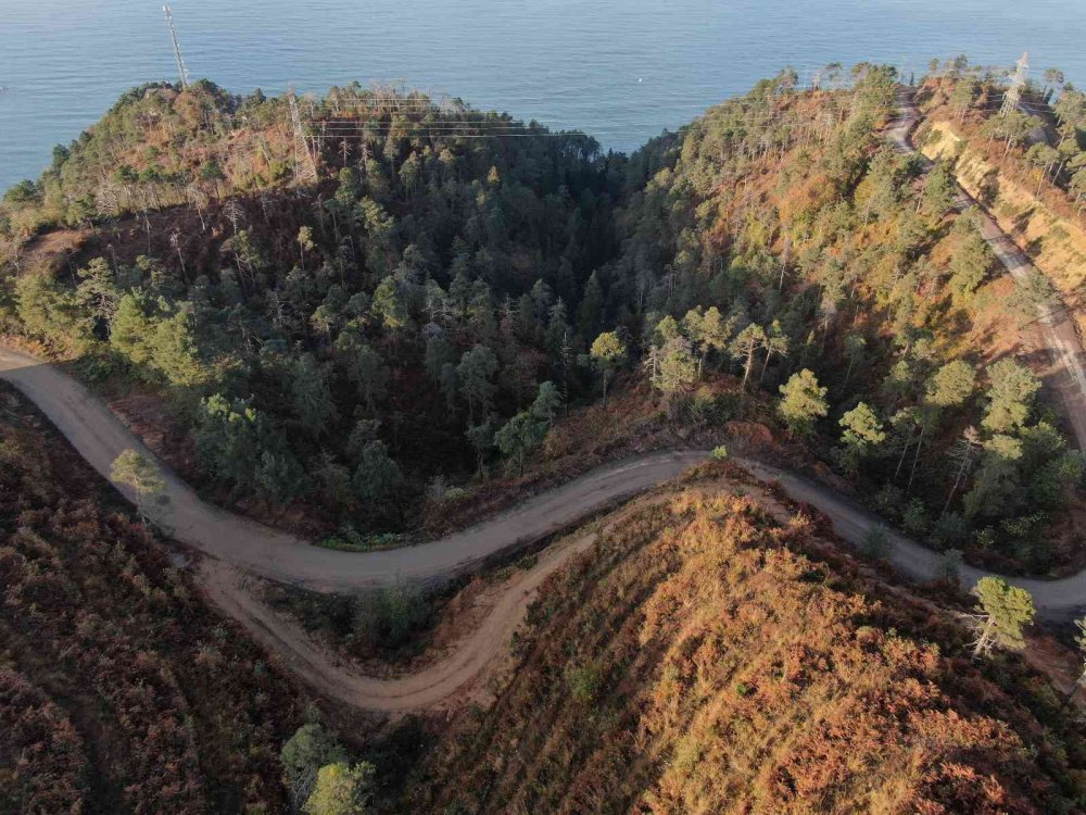 UZMANLAR, KARADENİZ BÖLGESİ'NDEKİ ÖRTÜ VE ORMAN YANGINLARININ EN FAZLA NEMİN AZ OLDUĞU OCAK, ŞUBAT VE MART AYLARINDA ÇIKTIĞINI BELİRTEREK YANGIN SEZONU ÖNCESİ UYARIDA BULUNDULAR