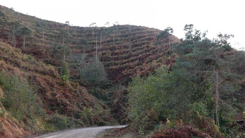 UZMANLAR, KARADENİZ BÖLGESİ'NDEKİ ÖRTÜ VE ORMAN YANGINLARININ EN FAZLA NEMİN AZ OLDUĞU OCAK, ŞUBAT VE MART AYLARINDA ÇIKTIĞINI BELİRTEREK YANGIN SEZONU ÖNCESİ UYARIDA BULUNDULAR