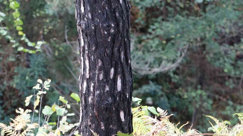 UZMANLAR, KARADENİZ BÖLGESİ'NDEKİ ÖRTÜ VE ORMAN YANGINLARININ EN FAZLA NEMİN AZ OLDUĞU OCAK, ŞUBAT VE MART AYLARINDA ÇIKTIĞINI BELİRTEREK YANGIN SEZONU ÖNCESİ UYARIDA BULUNDULAR