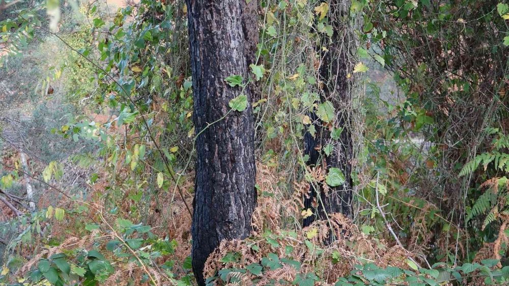 UZMANLAR, KARADENİZ BÖLGESİ'NDEKİ ÖRTÜ VE ORMAN YANGINLARININ EN FAZLA NEMİN AZ OLDUĞU OCAK, ŞUBAT VE MART AYLARINDA ÇIKTIĞINI BELİRTEREK YANGIN SEZONU ÖNCESİ UYARIDA BULUNDULAR