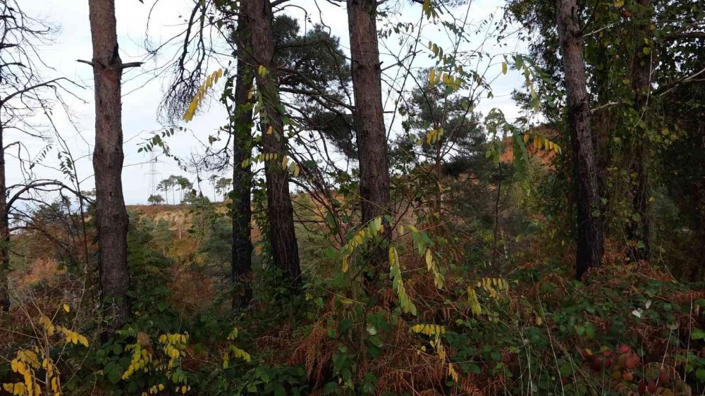 UZMANLAR, KARADENİZ BÖLGESİ'NDEKİ ÖRTÜ VE ORMAN YANGINLARININ EN FAZLA NEMİN AZ OLDUĞU OCAK, ŞUBAT VE MART AYLARINDA ÇIKTIĞINI BELİRTEREK YANGIN SEZONU ÖNCESİ UYARIDA BULUNDULAR