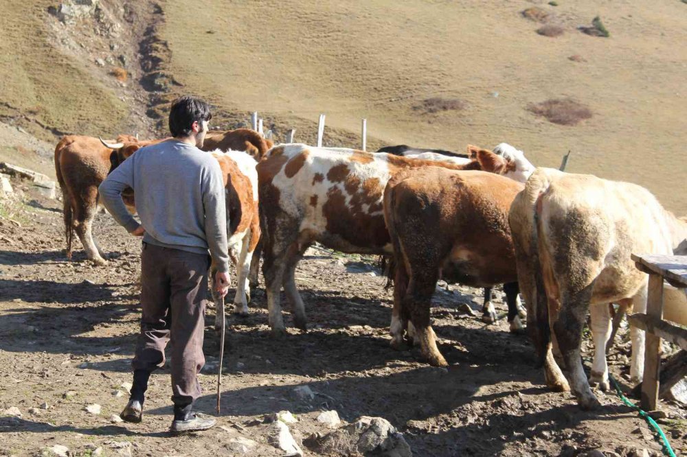 ÜNİVERSİTEYİ BİTİRDİ, ÇOBANLIĞI TERCİH ETTİ. GİRESUN'UN KEŞAP İLÇESİNDEN OLAN 23 YAŞINDAKİ AHMET KILIÇ, ÜNİVERSİTEDEN MEZUN OLDUKTAN SONRA KÖYÜNE DÖNEREK ÇOBANLIK YAPMAYA DEVAM EDİYOR