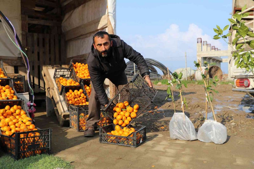 TIPKI ÇAY GİBİ RİZE’DE YETİŞİYOR, TÜM TÜRKİYE TÜKETİYOR. RİZE'NİN DEREPAZARI İLÇESİNDE YETİŞEN VE İSMİNİ YETİŞTİĞİ İLÇEDEN ALAN DEREPAZARI MANDALİNASI TADI VE AROMASI İLE BÜYÜK İLGİ GÖRÜYOR