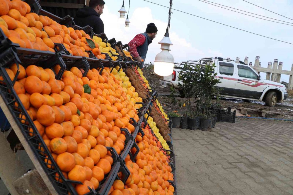 TIPKI ÇAY GİBİ RİZE’DE YETİŞİYOR, TÜM TÜRKİYE TÜKETİYOR. RİZE'NİN DEREPAZARI İLÇESİNDE YETİŞEN VE İSMİNİ YETİŞTİĞİ İLÇEDEN ALAN DEREPAZARI MANDALİNASI TADI VE AROMASI İLE BÜYÜK İLGİ GÖRÜYOR