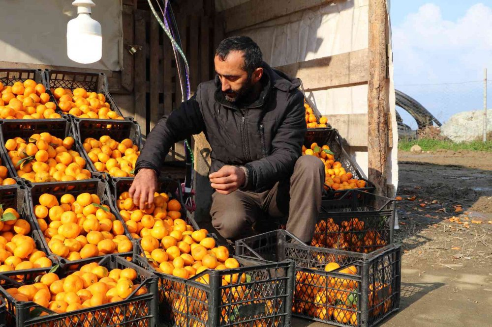 TIPKI ÇAY GİBİ RİZE’DE YETİŞİYOR, TÜM TÜRKİYE TÜKETİYOR. RİZE'NİN DEREPAZARI İLÇESİNDE YETİŞEN VE İSMİNİ YETİŞTİĞİ İLÇEDEN ALAN DEREPAZARI MANDALİNASI TADI VE AROMASI İLE BÜYÜK İLGİ GÖRÜYOR