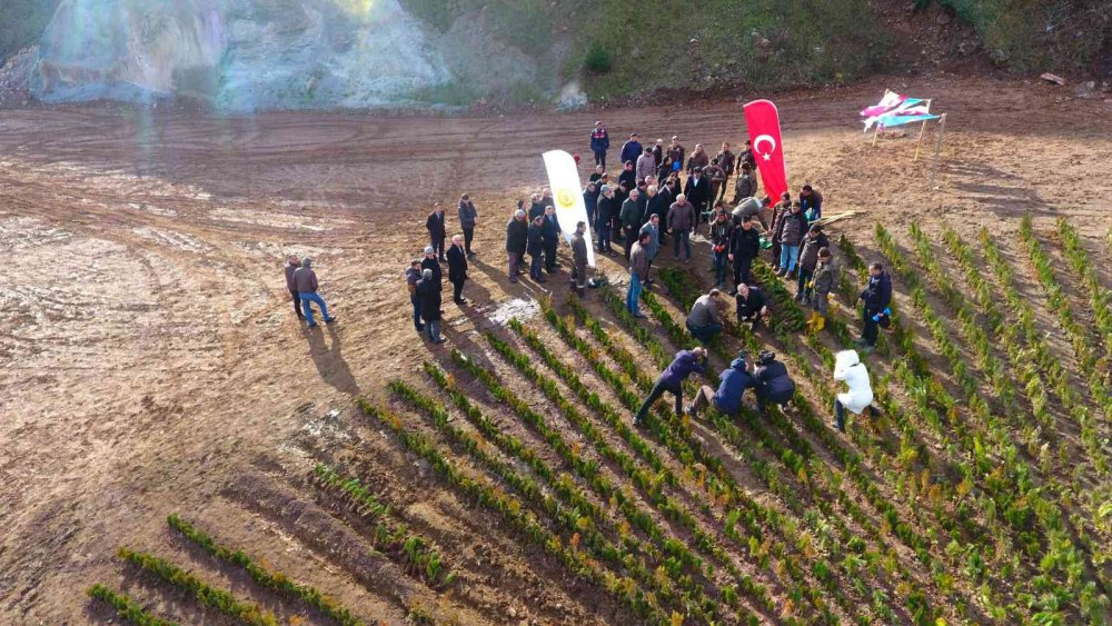 ARTVİN ORMAN BÖLGE MÜDÜRLÜĞÜ TARAFINDAN ARTVİN-BORÇKA KARAYOLUNUN 15. KİLOMETRESİNDE YOL KENARINA 36 BİN FİDANLA DİKİLEREK "TÜRKİYE YÜZYILI" LOGOSU İŞLENDİ