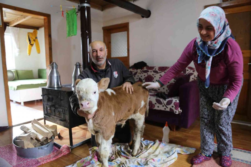 ARTVİN'İN ARDANUÇ İLÇESİNDE AYSEL VE MUTLU SARAÇ ÇİFTİ VETERİNER HEKİMİN "ÖLÜ DOĞAR" DEDİĞİ BUZAĞI YAŞAYINCA, EVLERİNDE BAKIMINI YAPARAK HAYATA TUTUNMASIN SAĞLADILAR