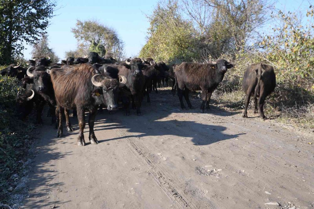 MANDA PASTIRMASI, SIĞIR PASTIRMASININ YERİNİ ALIYOR. TÜRKİYE'DE EN ÇOK MANDA VARLIĞINA SAHİP İL OLAN SAMSUN'DA MANDA ETİNDEN ÜRETİLEN PASTIRMAYA VATANDAŞLARIN TALEBİ HER GEÇEN YIL ARTIYOR