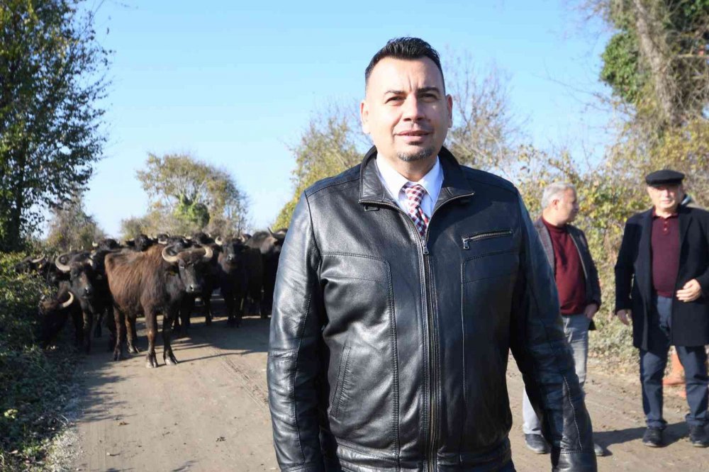 MANDA PASTIRMASI, SIĞIR PASTIRMASININ YERİNİ ALIYOR. TÜRKİYE'DE EN ÇOK MANDA VARLIĞINA SAHİP İL OLAN SAMSUN'DA MANDA ETİNDEN ÜRETİLEN PASTIRMAYA VATANDAŞLARIN TALEBİ HER GEÇEN YIL ARTIYOR