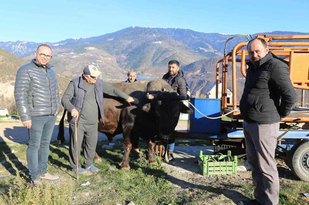 ARTVİN'DE GEÇTİĞİMİZ YILIN KAFKASÖR BOĞA GÜREŞLERİ ŞAMPİYONU 850 KİLOGRAMLIK "VEFA" İSİMLİ BOĞA 500 BİN LİRAYA SATILDI