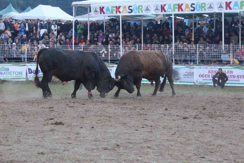 ARTVİN'DE GEÇTİĞİMİZ YILIN KAFKASÖR BOĞA GÜREŞLERİ ŞAMPİYONU 850 KİLOGRAMLIK "VEFA" İSİMLİ BOĞA 500 BİN LİRAYA SATILDI