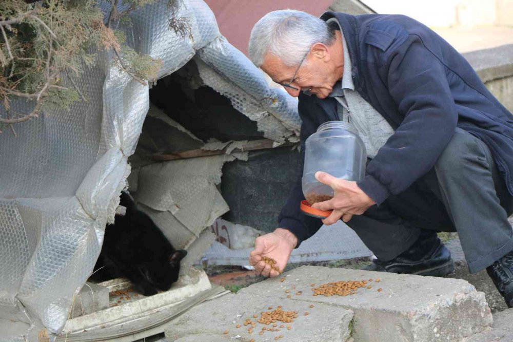 KARABÜK'ÜN SAFRANBOLU İLÇESİNDE HAYVAN SEVGİSİYLE BİLİNEN 30 YILLIK TAKSİCİ EROL ÇETİN, 25 YILDIR HER SABAH SOKAK HAYVANLARINI MAMA DAĞITARAK DOYURUYOR