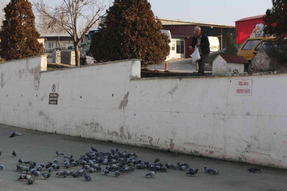 KARABÜK'ÜN SAFRANBOLU İLÇESİNDE HAYVAN SEVGİSİYLE BİLİNEN 30 YILLIK TAKSİCİ EROL ÇETİN, 25 YILDIR HER SABAH SOKAK HAYVANLARINI MAMA DAĞITARAK DOYURUYOR