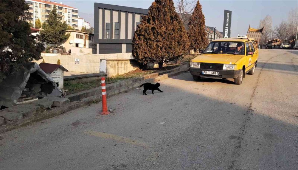 KARABÜK'ÜN SAFRANBOLU İLÇESİNDE HAYVAN SEVGİSİYLE BİLİNEN 30 YILLIK TAKSİCİ EROL ÇETİN, 25 YILDIR HER SABAH SOKAK HAYVANLARINI MAMA DAĞITARAK DOYURUYOR