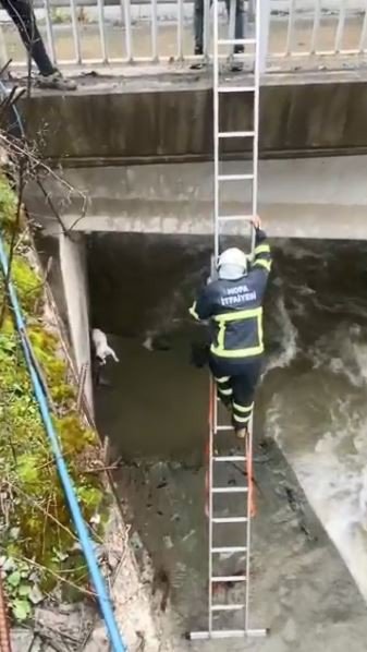 ARTVİN'İN HOPA İLÇESİNDE DEREYE DÜŞEN KÖPEĞİ İTFAİYE EKİPLERİ KURTARDI