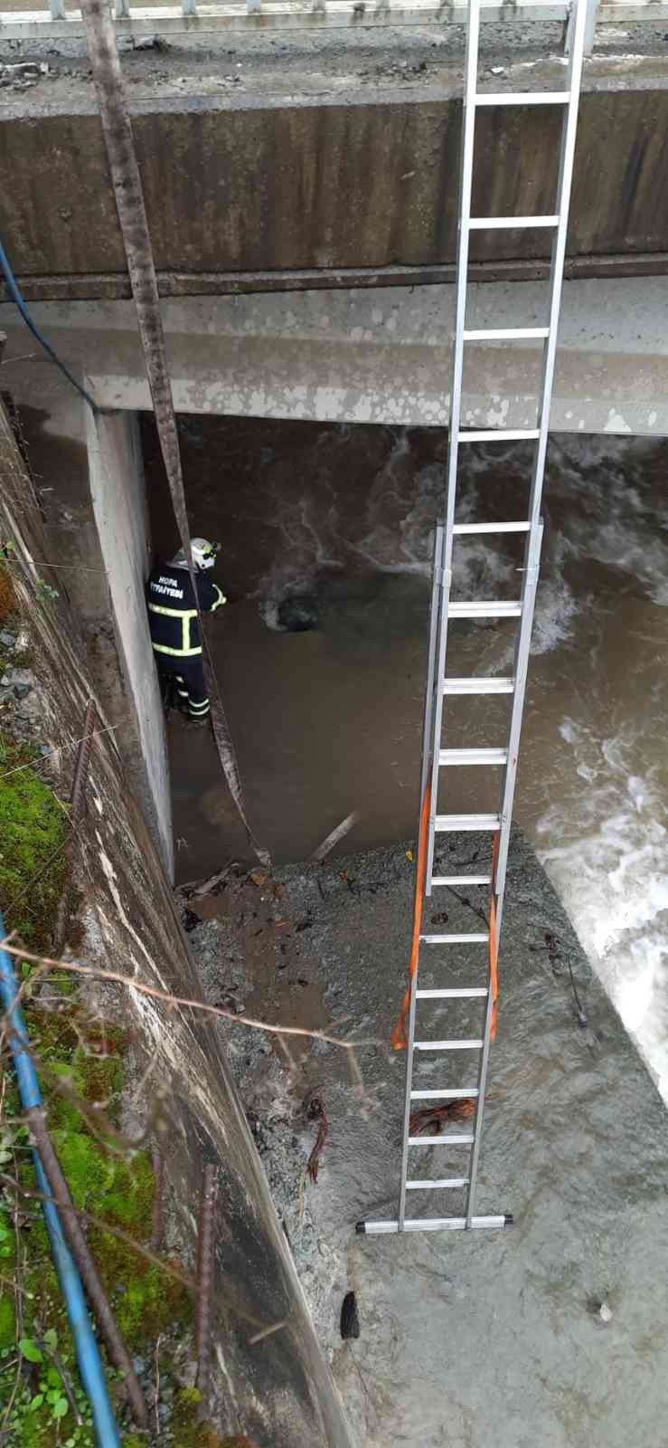 ARTVİN'İN HOPA İLÇESİNDE DEREYE DÜŞEN KÖPEĞİ İTFAİYE EKİPLERİ KURTARDI