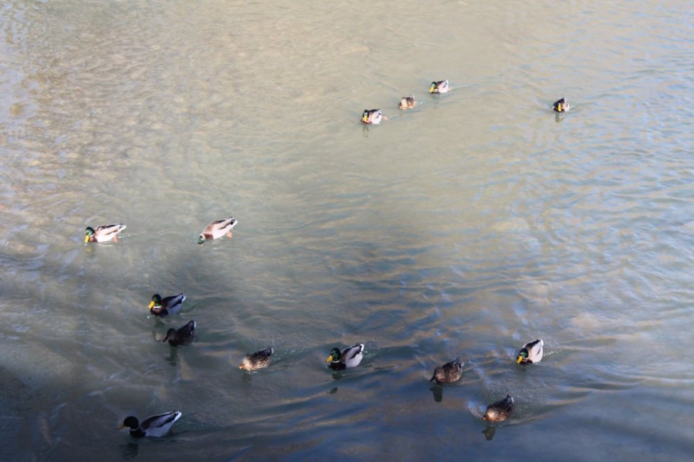 SİBİRYA’DAN GÖÇ EDEN YEŞİLBAŞLI ÖRDEKLER BAYBURT’U SEVDİ. SİBİRYA VE RUSYA'DAN GÖÇ EDEN, TÜRKÜLERE KONU OLAN YEŞİLBAŞLI ÖRDEKLER, 10 YILDIR KIŞ AYLARINDA BAYBURT'TAN GEÇEN ÇORUH NEHRİNİ MESKEN TUTTU
