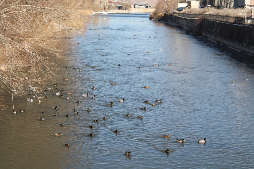 SİBİRYA’DAN GÖÇ EDEN YEŞİLBAŞLI ÖRDEKLER BAYBURT’U SEVDİ. SİBİRYA VE RUSYA'DAN GÖÇ EDEN, TÜRKÜLERE KONU OLAN YEŞİLBAŞLI ÖRDEKLER, 10 YILDIR KIŞ AYLARINDA BAYBURT'TAN GEÇEN ÇORUH NEHRİNİ MESKEN TUTTU