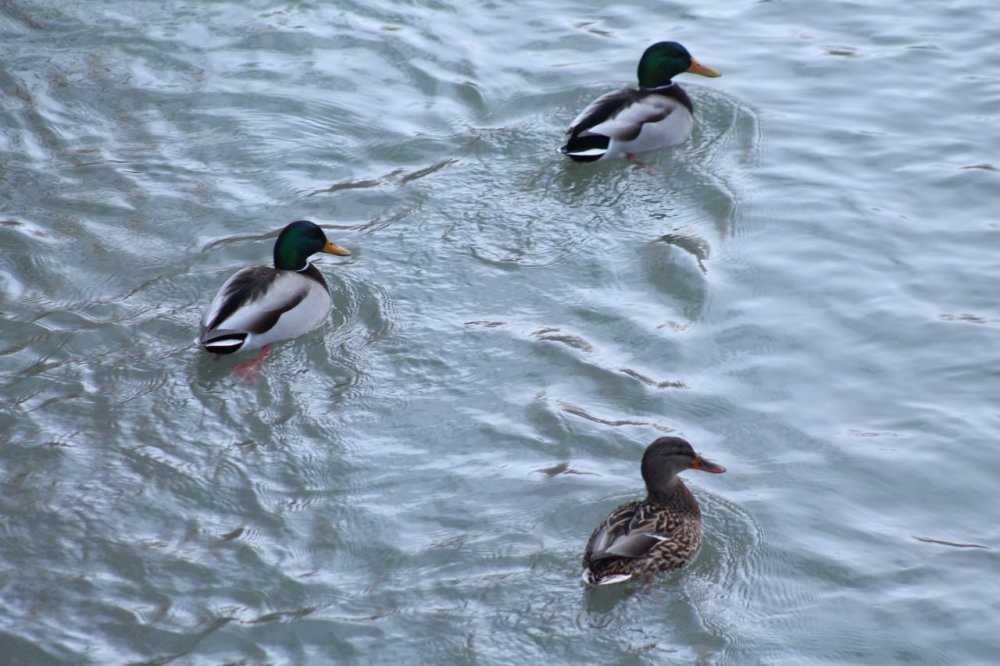 SİBİRYA’DAN GÖÇ EDEN YEŞİLBAŞLI ÖRDEKLER BAYBURT’U SEVDİ. SİBİRYA VE RUSYA'DAN GÖÇ EDEN, TÜRKÜLERE KONU OLAN YEŞİLBAŞLI ÖRDEKLER, 10 YILDIR KIŞ AYLARINDA BAYBURT'TAN GEÇEN ÇORUH NEHRİNİ MESKEN TUTTU