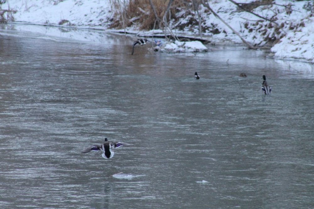 SİBİRYA’DAN GÖÇ EDEN YEŞİLBAŞLI ÖRDEKLER BAYBURT’U SEVDİ. SİBİRYA VE RUSYA'DAN GÖÇ EDEN, TÜRKÜLERE KONU OLAN YEŞİLBAŞLI ÖRDEKLER, 10 YILDIR KIŞ AYLARINDA BAYBURT'TAN GEÇEN ÇORUH NEHRİNİ MESKEN TUTTU